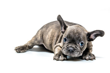 French bulldog puppy