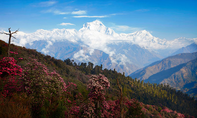 Stunning views of the valley blooming rhododendrons in the background of snowy peaks of the Himalayas. Poon heal