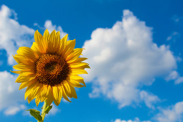Sonnenblume - Biene mit blau weisem Himmel
