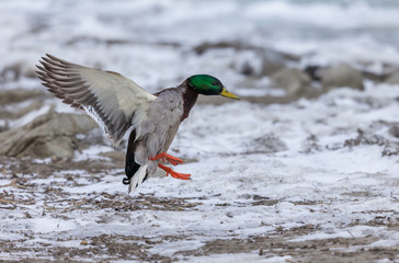 Mallrd flying in a winter back ground Quebec Canada.