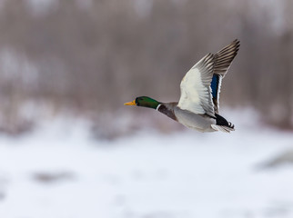 Mallrd flying in a winter back ground Quebec Canada.
