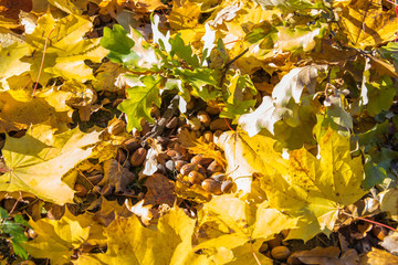 Acorns closeup. Autumn acorn and fallen leaves of maple and oak. Acorns. Autumn background. Golden autumn.