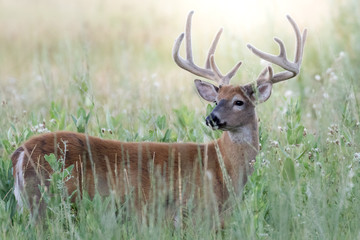 Summer Buck
