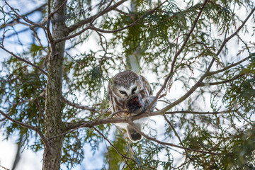 Saw whet owl deep in a boreal forest in mid winter Quebec, Canada.