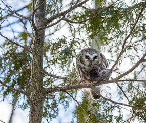 Saw whet owl deep in a boreal forest in mid winter Quebec, Canada.