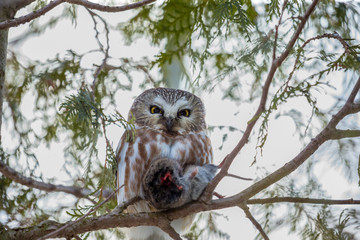 Saw whet owl deep in a boreal forest in mid winter Quebec, Canada.