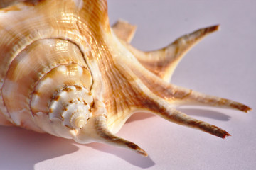 Wunderschönes Meeresschneckenhaus / Muschel im Abendlicht