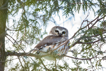 Saw whet owl deep in a boreal forest in mid winter Quebec, Canada.