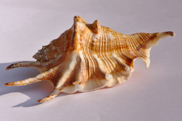 Wunderschönes Meeresschneckenhaus / Muschel im Abendlicht