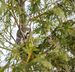 Saw whet owl deep in a boreal forest in mid winter Quebec, Canada.