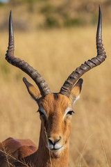 Impala 14