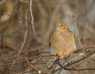 Mourning dove feeding in a boreal forest Quebec, Canada.