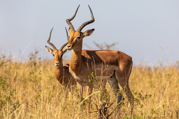 Impala 16