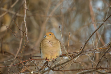 Mourning dove feeding in a boreal forest Quebec, Canada.