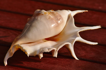 Wunderschönes Meeresschneckenhaus / Muschel im Abendlicht