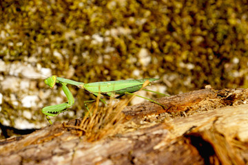 mantis on green background