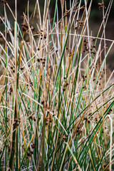 Gras wild in der Landschaft 