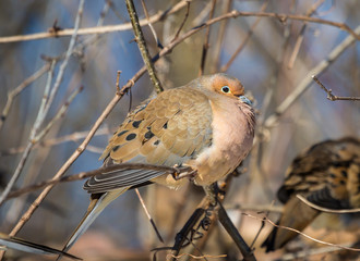 Mourning dove feeding in a boreal forest Quebec, Canada.