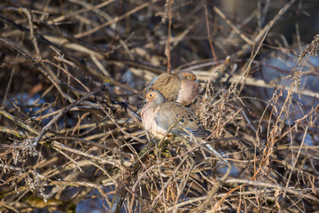 Fototapeta premium Mourning dove feeding in a boreal forest Quebec, Canada.
