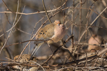 Mourning dove feeding in a boreal forest Quebec, Canada.