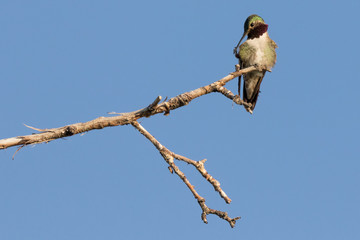 Scratching Hummingbird