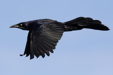 Flying Grackle