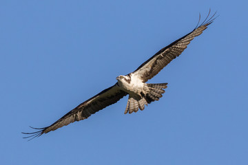 Gliding Osprey