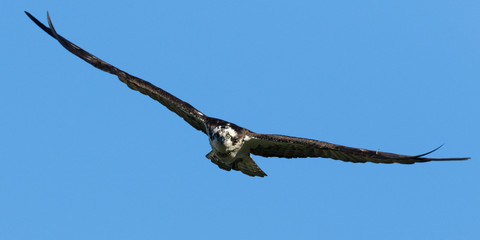 Osprey Glare