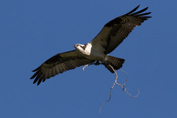 Osprey with Stick