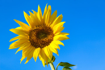 Sonnenblume - Biene mit blau weisem Himmel