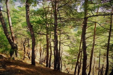 Fototapeta premium trees in the forest