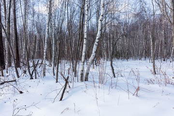Winter scene in a boreal forest Quebec, Canada.
