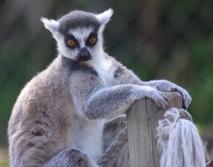 Fototapeta premium Lemur saltador