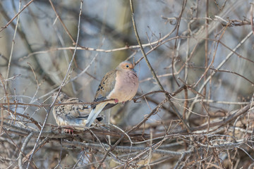 Mourning dove feeding in a boreal forest Quebec, Canada.