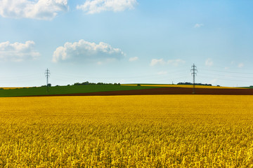 View of a yellow field of rapeseed with green grass and trees, with power columns under a blue sky