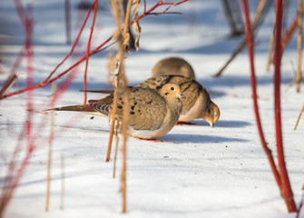 Mourning dove feeding in a boreal forest Quebec, Canada.