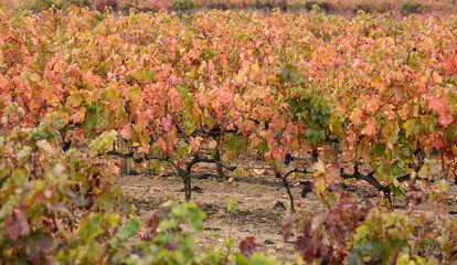 Vi&ntilde;edos en oto&ntilde;o en la Rioja, con sus hojas de colores ocres.
