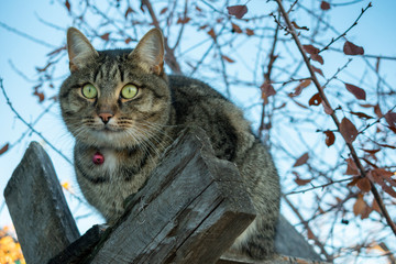 cat sitting on wooden boards in the autumn against the sky and autumn trees © ALEXEI
