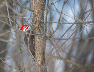 Pileated woodpecker in a boreal forest Quebec Canada in mid winter.