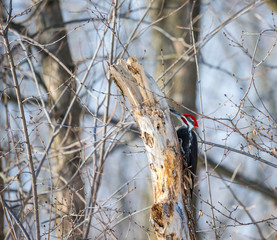 Pileated woodpecker in a boreal forest Quebec Canada in mid winter.