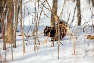 Black squirrel feeding in mid winter in a boreal forest Quebec, Canada.