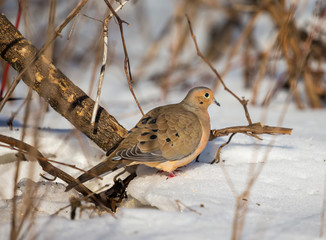 Mourning dove feeding in a boreal forest Quebec, Canada.