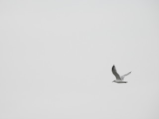 Seagull flying into emptiness on a neutral colored sky