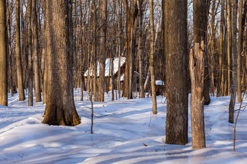 Sugar shack deep in a Boreal forest Quebec, Canada.