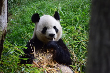 Fototapeta na wymiar Oso panda