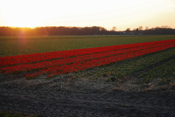 Red tulips with yellow edging growing in a field at sunset in early spring. Agriculture in the Netherlands.