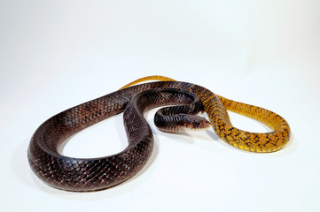 Fototapeta premium Indigonatter (korale Drymarchon) - Indigo Snake