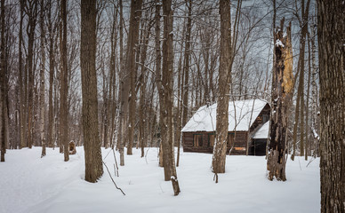 Sugar shack deep in a Boreal forest Quebec, Canada. - 231390963
