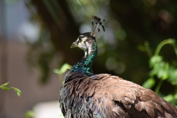 Pavo real