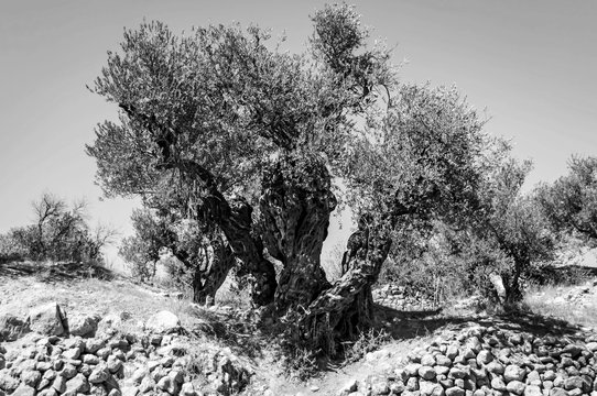 An ancient olive tree in Hebron (el Halil).  Black and white image.